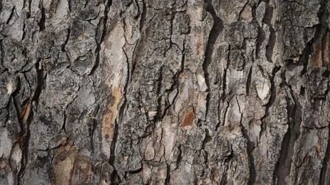 Texture of the brown bark of a pine trunk Stock Photos