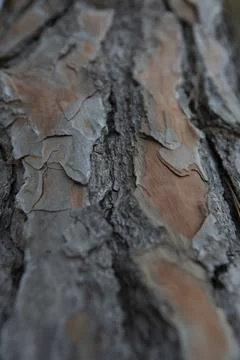Texture of the brown bark of a pine trunk Foto stock