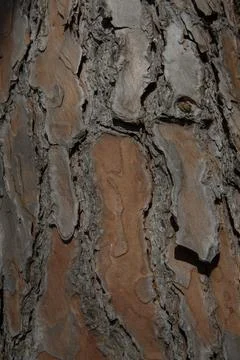 Texture of the brown bark of a pine trunk Stock Photos