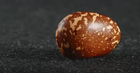 The texture of the brown bean is close-up. Macro legumes. 動画素材 165649214