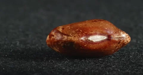 The texture of the brown bean close-up. Macro legumes. Stock Footage 166495171
