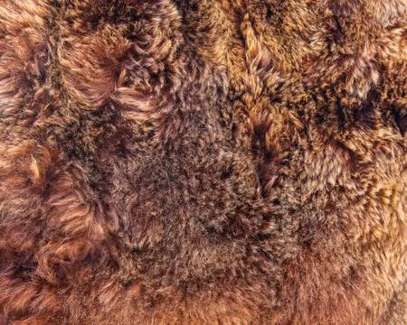 Texture of brown bear fur. Stock Photos