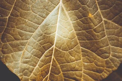 The texture of brown leaf of the tree Stock Photos