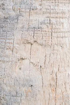 Texture of brown palm tree bark Stock Photos