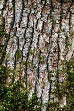 Texture of brown tree bark with green moss and lichen. Macro photography of.. Stock Photos