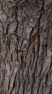 Texture of brown tree bark Stock Photos