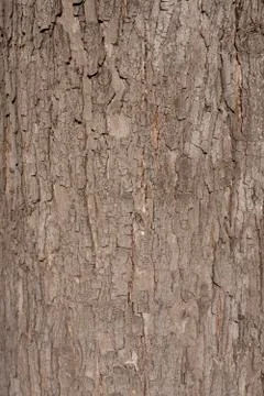 A texture of brown tree bark is shown close up. Stock Photos