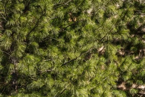 The texture of brown twigs of a cedar tree with green spruce needles on a yel Stock Photos