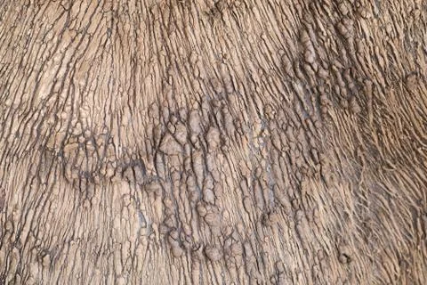 Texture of buffalo skin. 스톡 사진