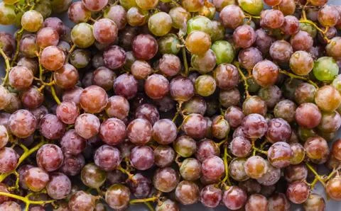 Texture bunches of grapes close-up Stock Photos