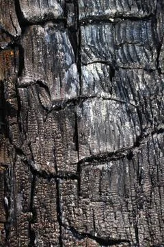 The texture of the burnt tree Foto stock