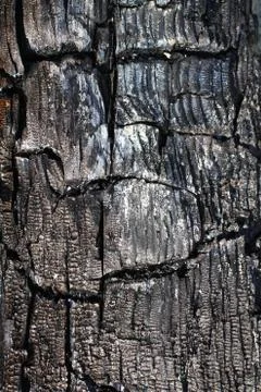 The texture of the burnt tree Stock-Fotos