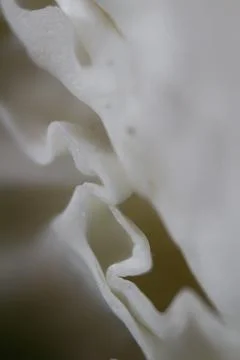 The texture of the cabbage is seen up close Foto stock