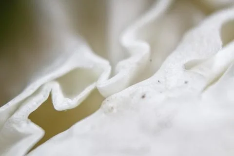 The texture of the cabbage is seen up close Stock-Fotos