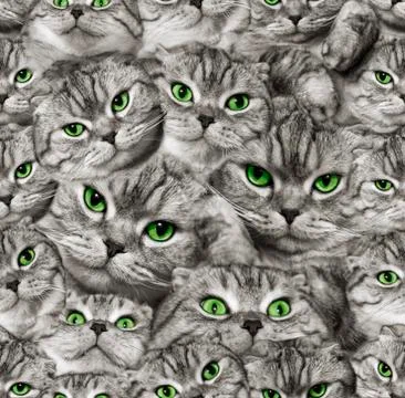 The texture of the cat's muzzle is Scottish Fold. Foto stock