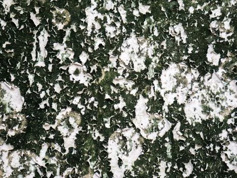 Texture cement wall background with moss Foto stock