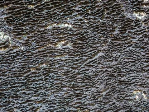 Texture cement wall background with moss Stock Photos