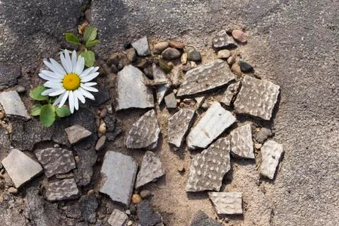 Texture chamomile on the rocks and roofing material Foto stock