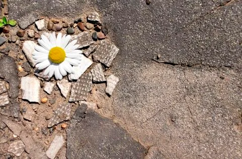 Texture chamomile on the rocks Stock Photos
