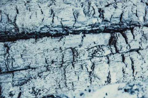 Texture of charred wood Fotos Stock