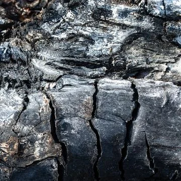 Texture of charry tree. Grunge. Burned wood texture. Black background. Stock Photos