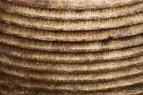 Texture of cheese, close-up, background Stock Photos