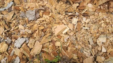 The texture of chopped wet logs Stock Photos
