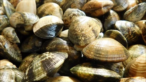 Texture of clams in the garden Stock Footage 77908234