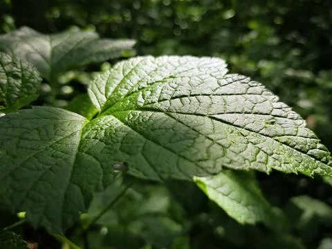 Texture of close green, fresh leaf in Latvian forest Stock Photos