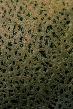 Texture. Close up view of textured melon peel Stock Photos