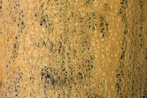 Texture. Close up view of textured yellow melon peel Stock Photos