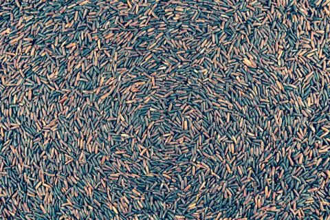 Texture of coarse rice Stock Photos
