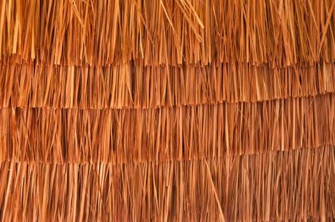 Texture of coconut leaf Fotos de archivo