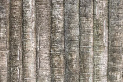 Texture of coconut or palm tree bark for background Foto stock