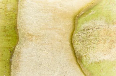 Texture of coconut shell Stock Photos