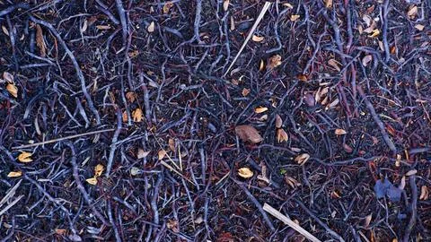 Texture Of Coconut Tree Roots Spreading On The Ground Stock Photos