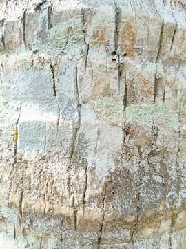 Texture coconut tree wallpaper Stock Photos