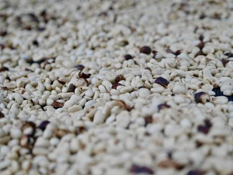 Texture of coffee beans, beans slices of green leaves. beautiful light 库存照片