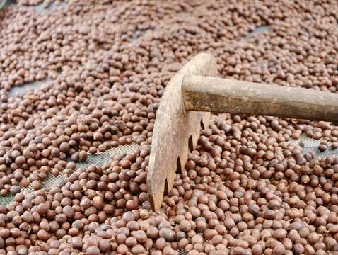 Texture of coffee beans, beans slices of green leaves. beautiful light 库存照片