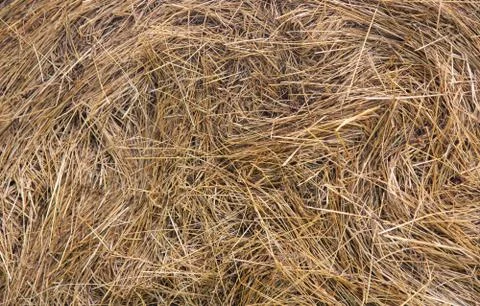 The texture of the collected straw. Stock Photos