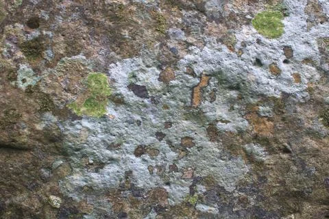 Texture of colored lichen on stone 스톡 사진