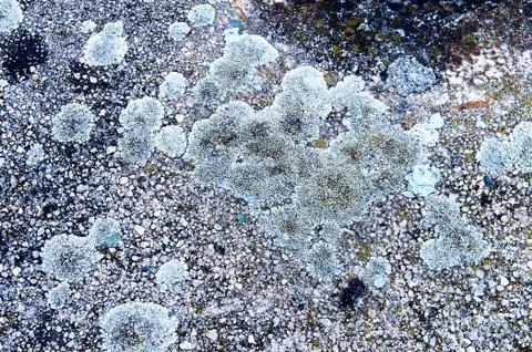 Texture of colored mold on stony ground Stock Photos
