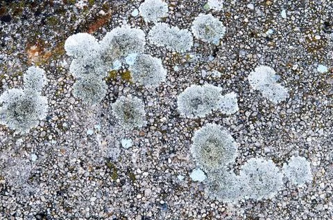 Texture of colored mold on stony ground Stock Photos