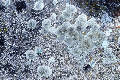 Texture of colored mold on stony ground 스톡 사진