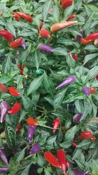 Texture of colored peppers Stock Photos