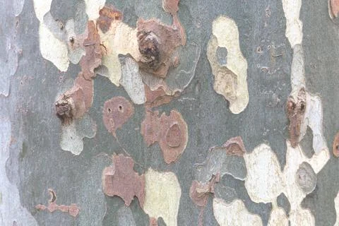 Texture of a colorful maple trunk. Stock Photos