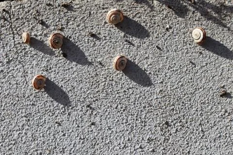 Texture composed of sleeping snails Stock Photos