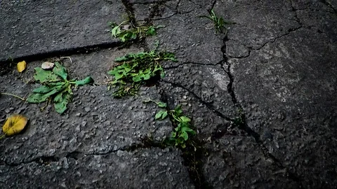 The texture of the concrete slabs and grass Stock Footage 98139764