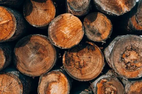 The texture of the coniferous forest is folded, felling of trees, firewood Stock Photos