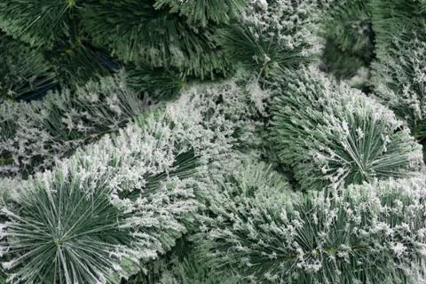 The texture of the coniferous Stock Photos